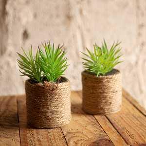 PRO PLA Fougere 2025 1 L