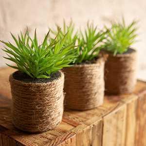 PRO PLA Fougere 2025 2 L